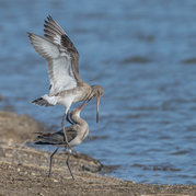 Stephen Nobbs - Black Tailed Godwits